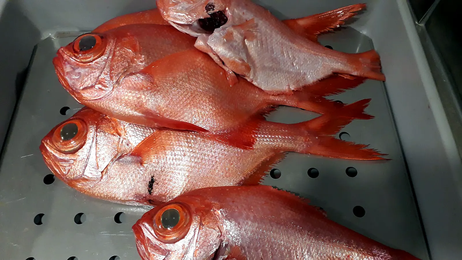Frischer Fisch, gerade in der Küche angekommen